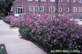 Image result for Syringa meyeri ´Palibin