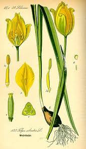 Pin On Plotting A Garden