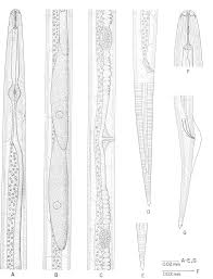 Image result for Manniella