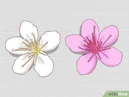 ***images of fruit or edible qualities are provided from our nursery's stock of producing plants to show the potential yield of of our fruiting &amp; 3 Ways To Identify Cherry Trees Wikihow