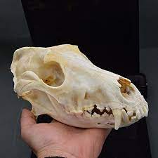 This is an online catalogue of several dog skulls, their known breeds. Dog Skull Taxidermy Supplies Art Bone Vet Medicine 1 1 Amazon Com Industrial Scientific