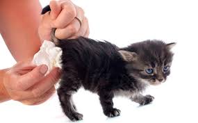 Cats use urine as a scent signal or mark for themselves and other cats. When Do Male Kittens Start Spraying Cease Cat Spraying