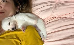 Snuggle time with the sweetest girl 🫶🏼🐾 #americaneskimo #puppy