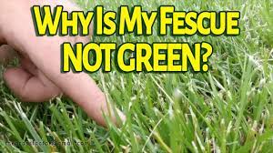 Fescue is a hardy grass that grows in cool weather and browns during the summer. Why Is My Tall Fescue Not Green The Grass Factor Youtube