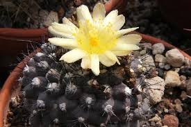 So i got this cactus at an estate sale about a year ago already in bad condition in a very moist shady spot. How To Tell If Your Cactus Is Dying 2 Symptoms You Shouldn T Miss Succulent Alley