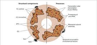 The main function of nucleolus is to produce and assemble subunits which form the ribosome. Structural And Functional Domains Of The Nucleolus Fc Fibrillar Download Scientific Diagram
