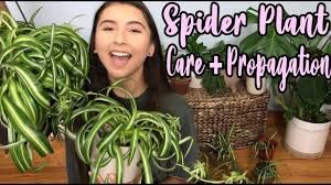 To start, look for a container a few inches larger than the current plan you're looking to plant. How To Take Care Of A Spider Plant Propagating Spider Plant Pups Youtube