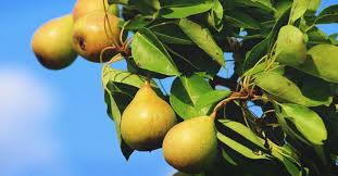 Growing Pears The Complete Guide To Plant Care And