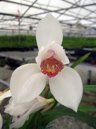 Image result for Cycnium jamesii