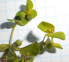 Image result for Euphorbia spissiflora