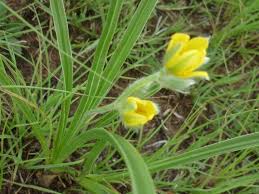 Image result for Aspidoglossum hirundo