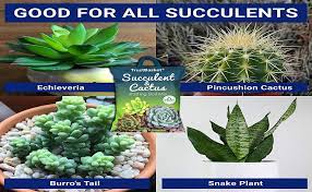 Snake plants prefer to be kept on the dry side so the mix they're planted in must drain freely. Buy Trustbasket Succulent And Cactus Potting Soil Mix 5 Kg Online At Low Prices In India Amazon In