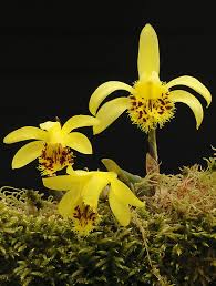 Check spelling or type a new query. Pleione 2020