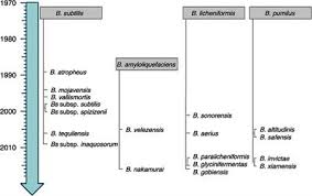 Frontiers Overview Of The Antimicrobial Compounds Produced