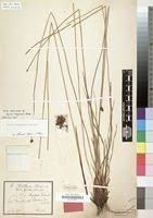 Image result for Xyris congensis