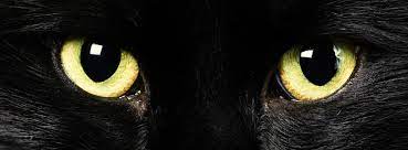 Black Cat Eyes Halloween Facebook Timeline Cover Black Cat Superstition Cats Black Cat
