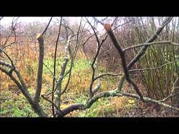 Your local davey team has the tree knowledge and equipment to handle the varying factors to safely and successfully transplant a tree. Digging Up And Moving A Large Fruit Tree Youtube
