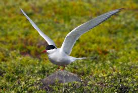 Arctic terns eat insects, small fish, worms, mollusks, and crustaceans, such as crayfish or shrimp. File Arctic Tern Jpg Wikimedia Commons