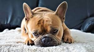 Das ganze ist nicht so kompliziert, wie du dir vielleicht denkst. Hund Pinkelt In Die Wohnung Obwohl Stubenrein Warum Du Dafur Verantwortlich Bist Dog Native