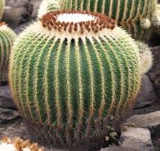 Plant the seedlings in a mixture of half peat, half perlite and cover the pot with plastic wrap. Echinocactus Grusonii Golden Barrel Cactus Seeds