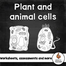 There's much more than that. Plant Cells And Animal Cells Assessment Worksheets Tpt
