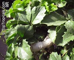 Image result for Cyphostemma hereroense