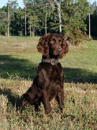 All of our dogs are from hunting backgrounds, however they also make wonderful family pets. Boykin Spaniel Swamp Poodle Lbd Little Brown Dog Boykin Spaniel Puppies Spaniel Puppies Dogs