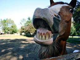 What In The World Is Eotrh And How Does It Affect My Senior Horse Mobile Veterinary Services