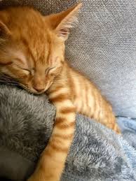 Black And White Orange Cat Not Surprisingly Orange Cats Are Often Considered Friendly And Loveable While White Cats Are Seen As Distant And Blac Orange Tabby Cats Cute Cats Orange Cats