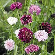 Scabiosa Beauty Mix Flower Seeds Sutton Seeds Fresh Flower Bouquets