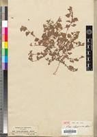 Image result for Viola abyssinica