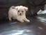 Chihuahua Bichon Mix Chichon Dog