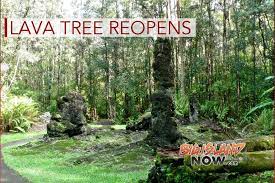 We did not find results for: Lava Tree State Monument Reopens Big Island Now