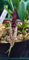 Image result for Bulbophyllum X chikukwa