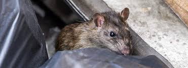 Maybe you would like to learn more about one of these? Rats And Mice Omega Termite Pest Control