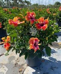 Image result for Hibiscus