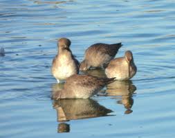 Do I have a short billed or long billed dowitcher here? Seen today at  Hornsby bed water treatment plant in Austin