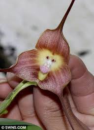 The South American Flower That Looks Like A Monkey And Hopefully Smells Sweeter Strange Flowers Monkey Orchid Unusual Flowers
