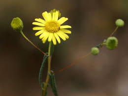 Image result for Pentanema indicum