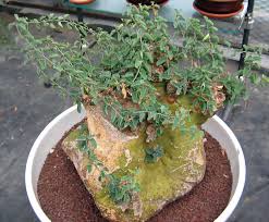 Image result for Adenia rumicifolia