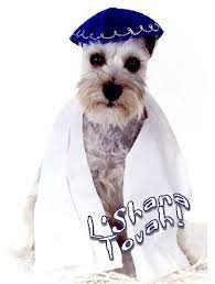 Pet Jewish New Year Cards Dog Rosh Hashanah Schnauzer Pets Puppies Dogs