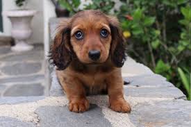 I have done my best to create smaller hot dogs. Dachshund Pros And Cons Hellobark