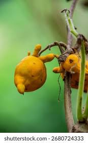 Image result for Solanum mammosum