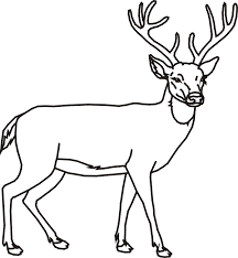 Imagini Cu Animale Salbatice De Colorat Fise De Lucru Gradinita Deer Coloring Pages Animal Coloring Pages Animal Outline