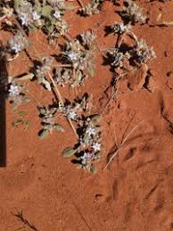 Image result for Glinus lotoides