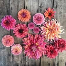 Floret Flowers Berry Dahlias Dahlien Blumen Bluhende Pflanzen Und Dahlien