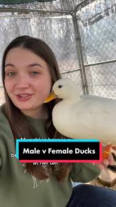 Fun Facts About Muscovy Ducks in Florida