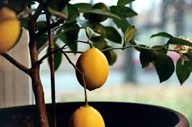 Often called the perfect lemon tree, meyer lemon is the number one citrus grown worldwide. Gardening 101 Lemon Tree Gardenista
