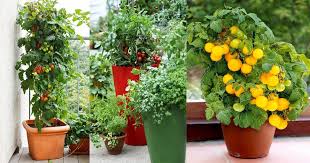 Cherry tomatoes grow and ripen more easily, and will usually give you a better crop. Best Tomato Varieties For Containers Balcony Garden Web