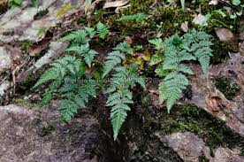 Image result for Aleuritopteris welwitschii